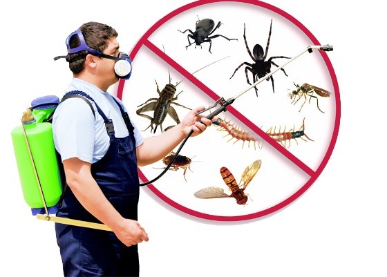 Pest Control in Harrisonburg VA