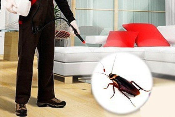 Pest Control in Hempstead NY