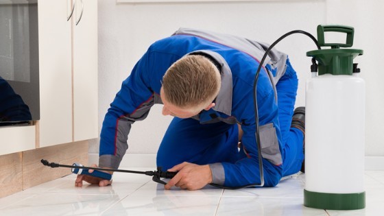 Pest Control in Lake Forest CA