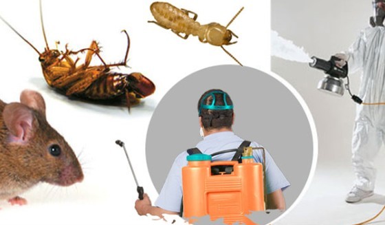 Pest Control in Newhall CA